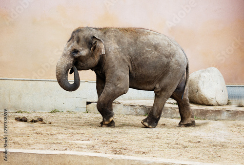 Indian elephant. This animal is very agile and extremely capable. They live in tropical and deciduous forests.