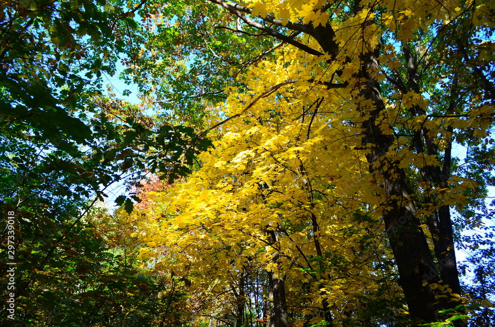 Autumn. Fall. Autumnal Park. Autumn Trees and Leaves in sun light