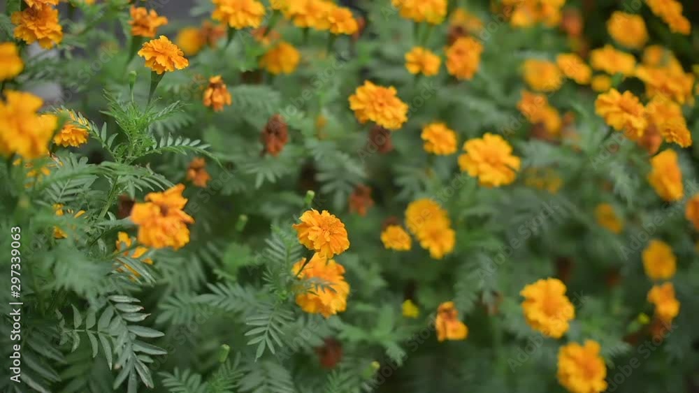 Beautiful yellow flower with green leaf in windy footage Beautiful yellow flower with green leaf in windy footage