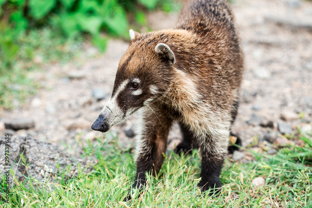 Fototapeta premium single portrait of wild white- noise coati in México