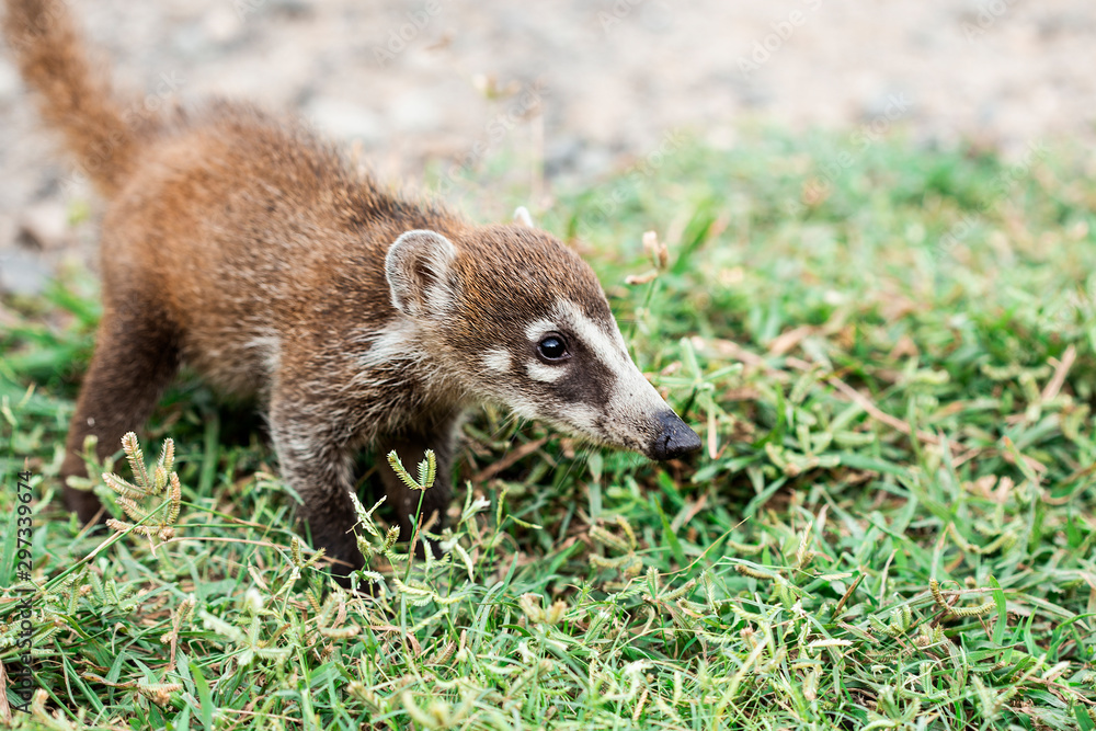 a baby of white- noise coati, foraging just outside the jungle a baby of white- noise coati, foraging just outside the jungle