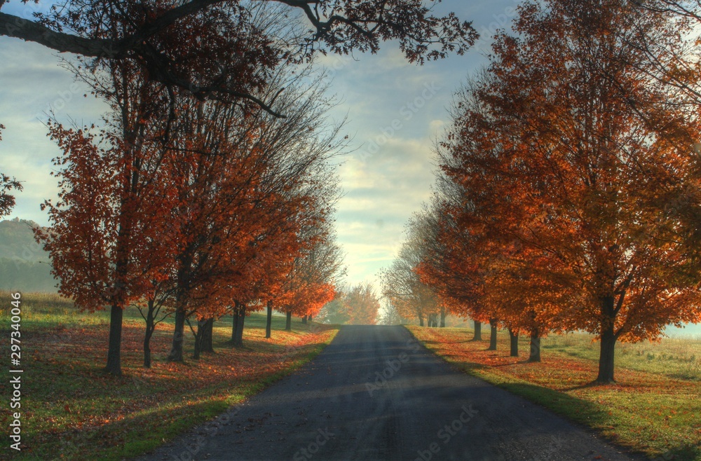 fall trees on road