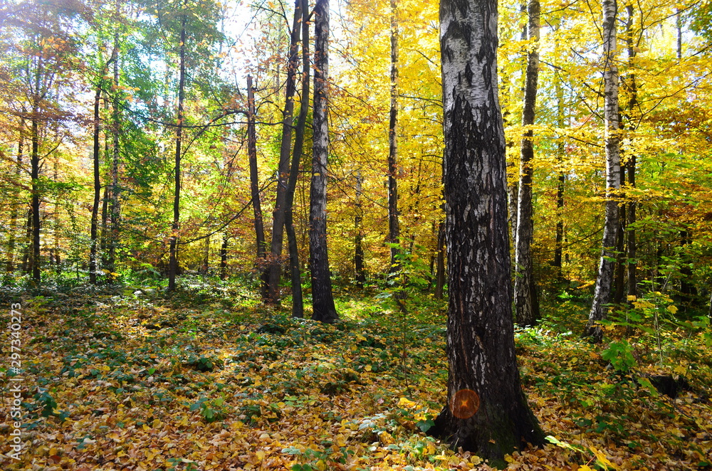 Autumn. Fall. Autumnal Park. Autumn Trees and Leaves in sun light