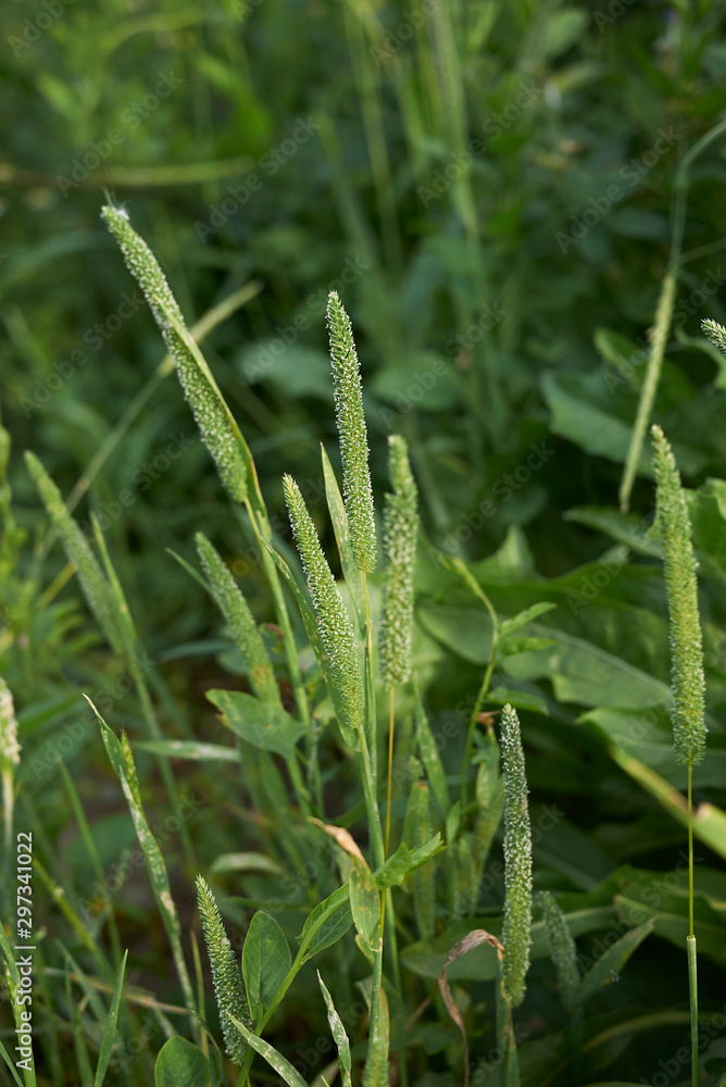 Phleum pratense Phleum pratense