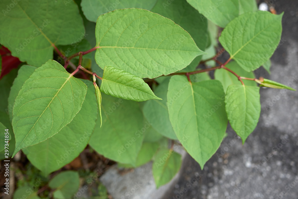 Reynoutria japonica Reynoutria japonica