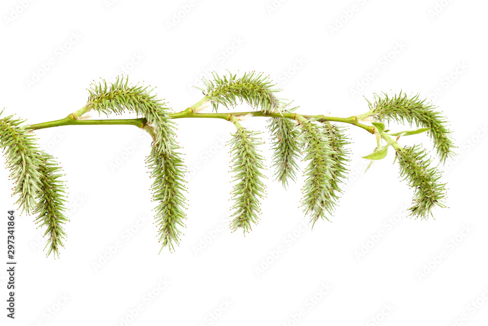 Flowering willow branch isolated on white background Flowering willow branch isolated on white background
