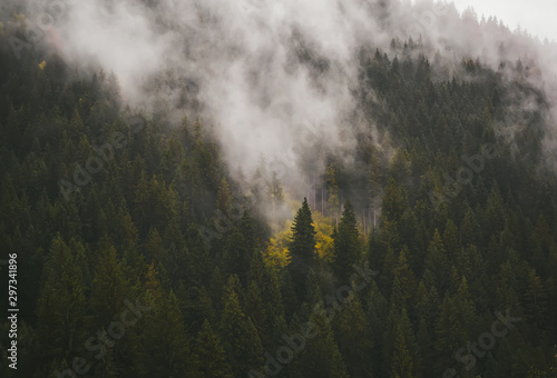 Cloudy weather in the mountain forest. Carpathian Mountains.