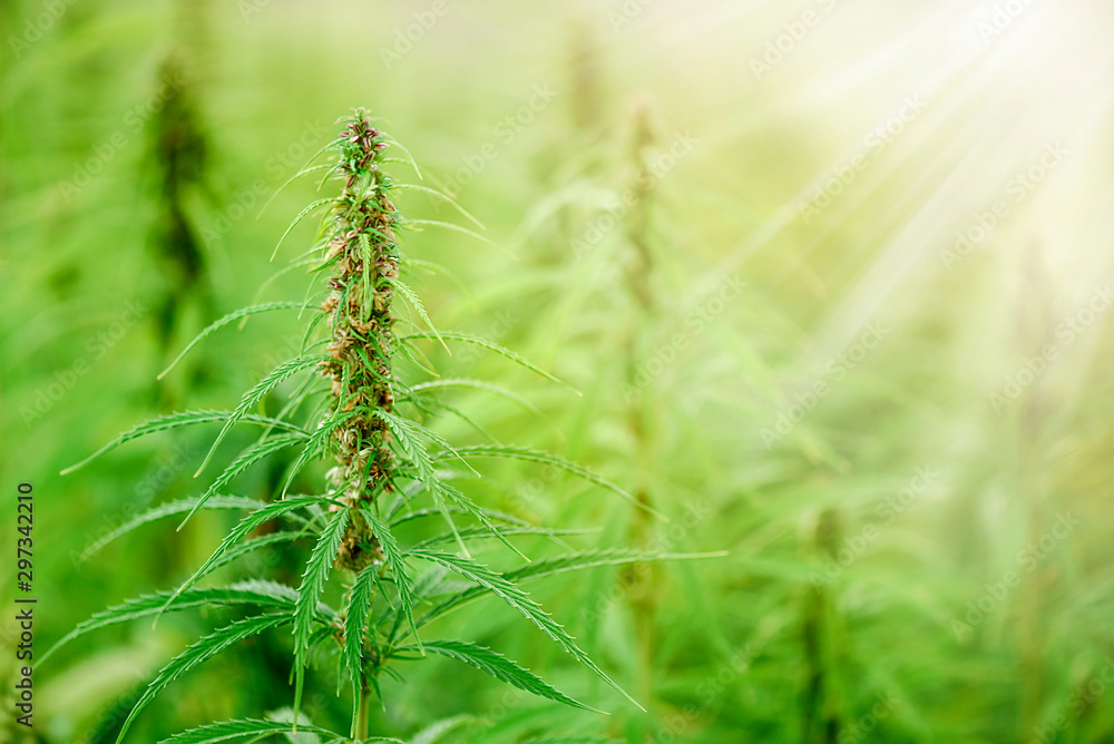 Naklejka premium Cannabis flowers and seeds in green field with back light. Marijuana plant leaves growing high.