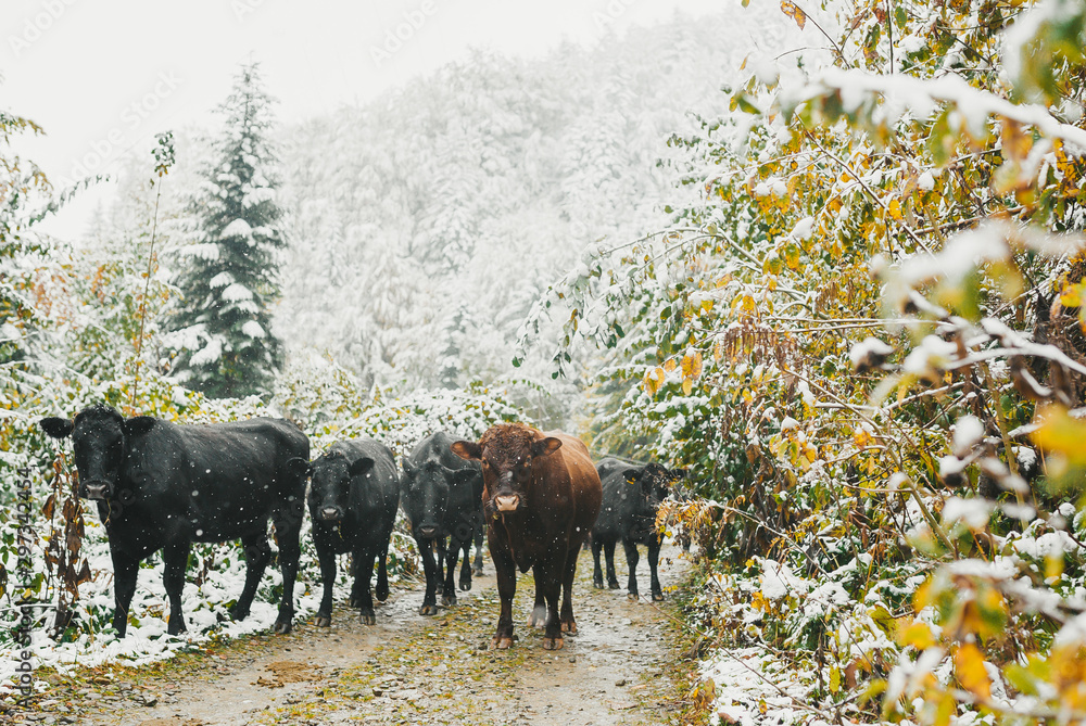 A herd of cows walking through the snowy pasture in the winter