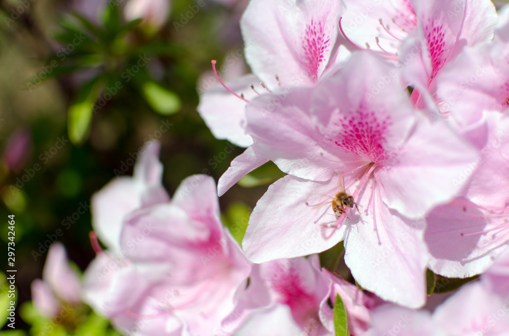bee on the pink flower. rhododendron. bee on the pink flower. rhododendron.