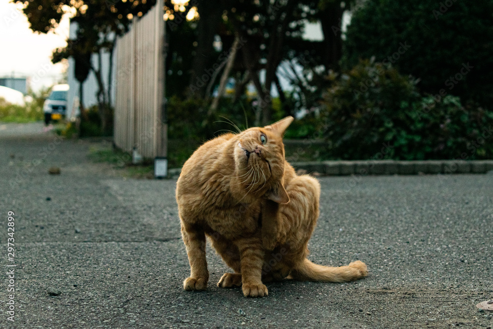 Obraz premium cat on fence