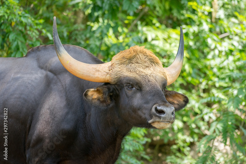 Elegant black bull or wild ox with beautiful horn shape in natural forest. Animal and wildlife face focus photo.