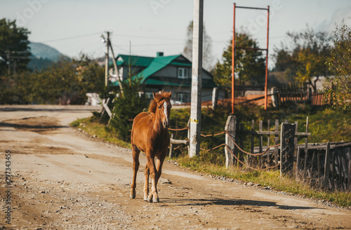 Brown horse is walking on dirt rural road in Ukraine
