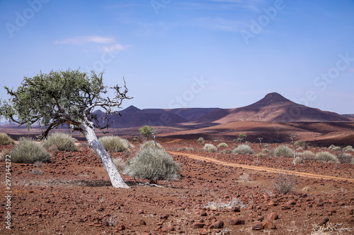Arbre solitaire et penché avec un tronc blanc dans le désert orange aride sur fond de montagne dans le Damaraland en Namibie - Afrique