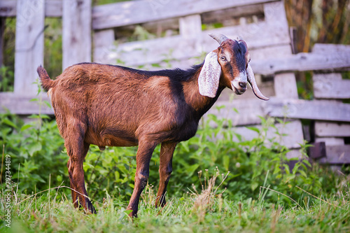 Anglo Nubian goat eating grass on beautiful meadow in summer time. Head detail or close up. photo