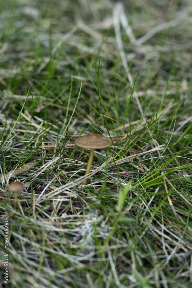 frog in the grass