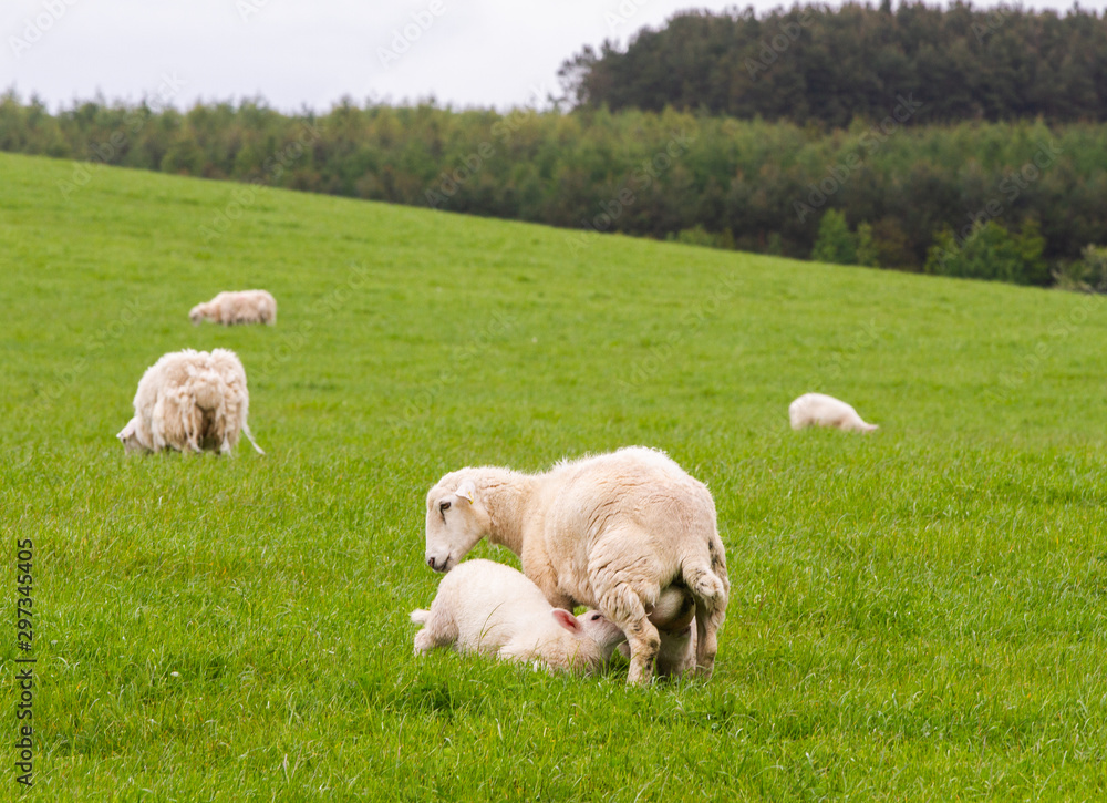 Scotish coast with sheeps in the fields Scotish coast with sheeps in the fields