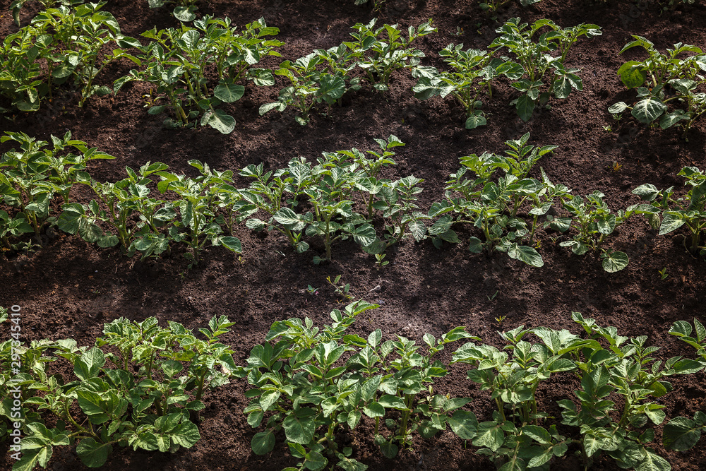 Young green potato sprouts on the field Young green potato sprouts on the field