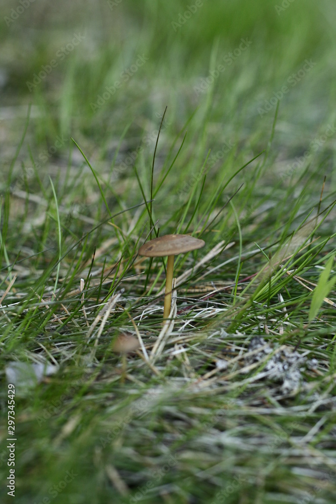 mushroom in grass mushroom in grass