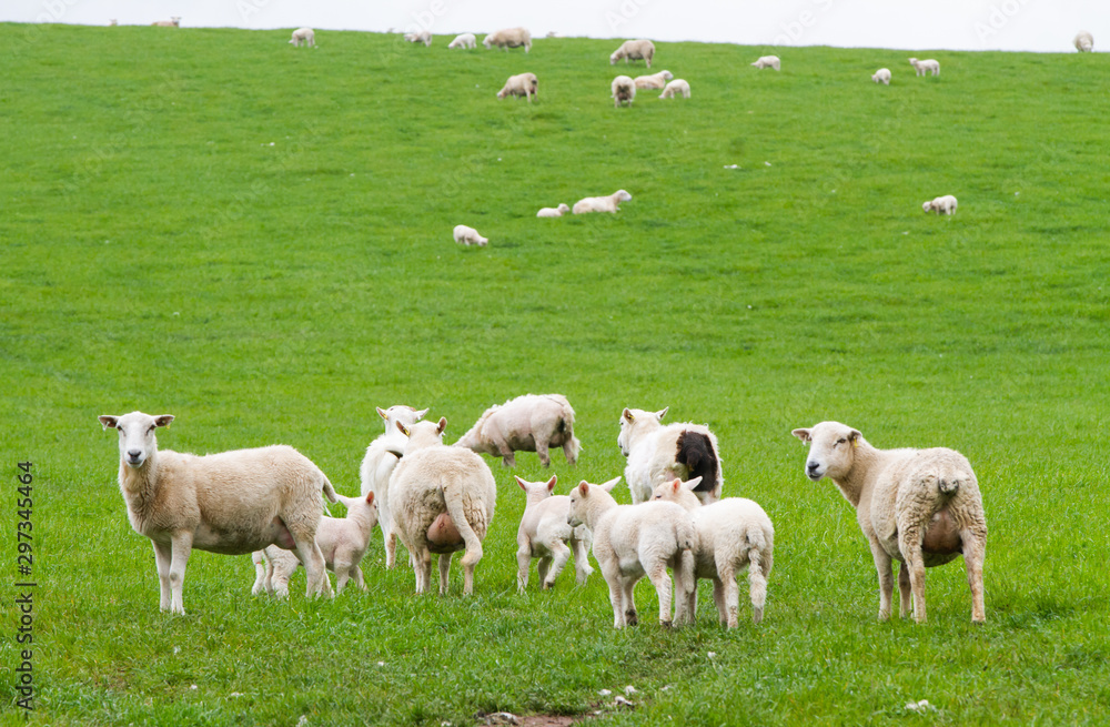 Obraz premium Scotish coast with sheeps in the fields
