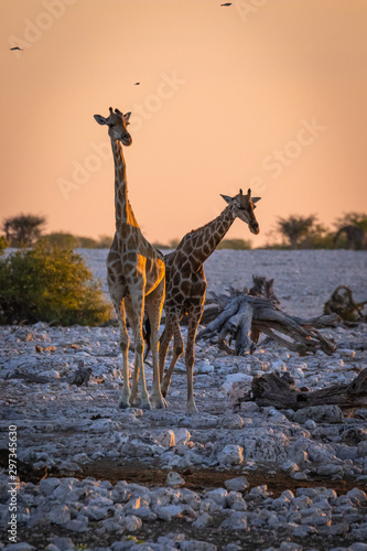Fototapeta Naklejka Na Ścianę i Meble -  Giraffe in Namibia