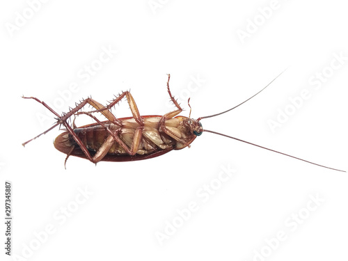 cockroach isolated on white background © Pongsak