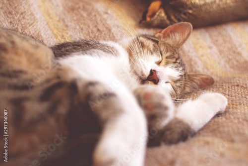 Fototapeta Naklejka Na Ścianę i Meble -  Tabby cat sleeping on bed. Worm's eye, low angle view.