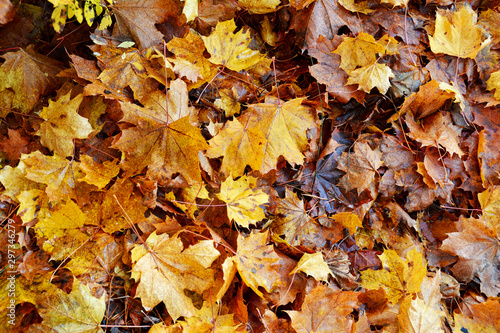 Herbsthintergrund, Bunte Herbstblätter - Colorful Autumn Leaves