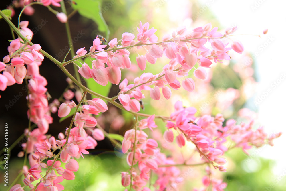 Pink flower (Chain of love,Mexican Creeper) is beautiful. Selective focus. Pink flower (Chain of love,Mexican Creeper) is beautiful. Selective focus.