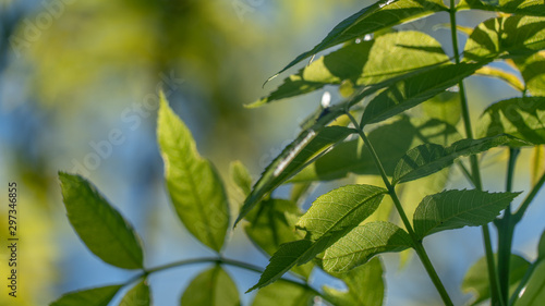 Wallpaper Mural Nahaufnahme Blätter im Sommer Torontodigital.ca