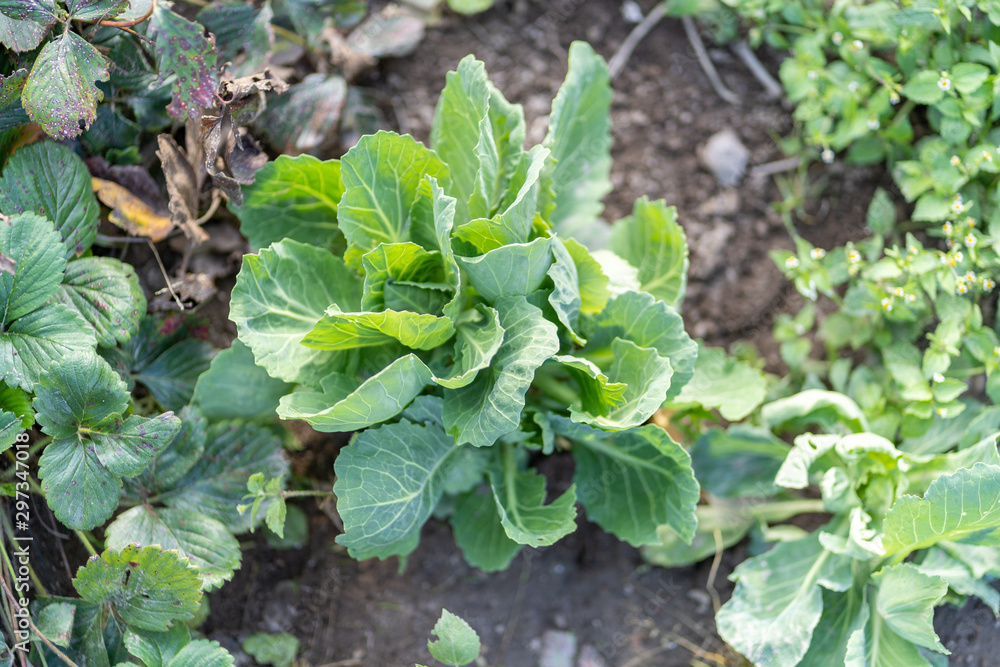 Naklejka premium Fresh and young cabbage grows in the ground. Cabbage field. Organic cultivation. Healthy eating.