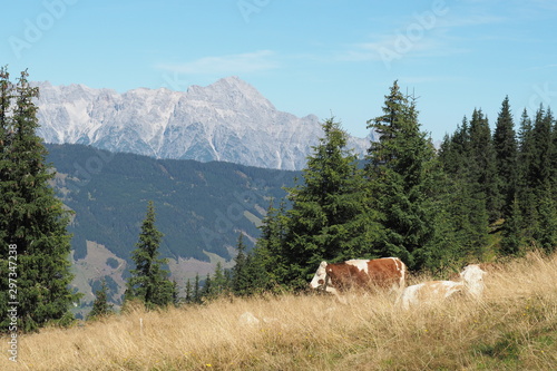 Hochland Rinder / Kühe auf einer Weide der Schmittenhöhe mit dem Steinernem Meer im Hintergrund