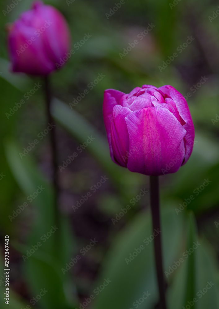 Tulips Tulips