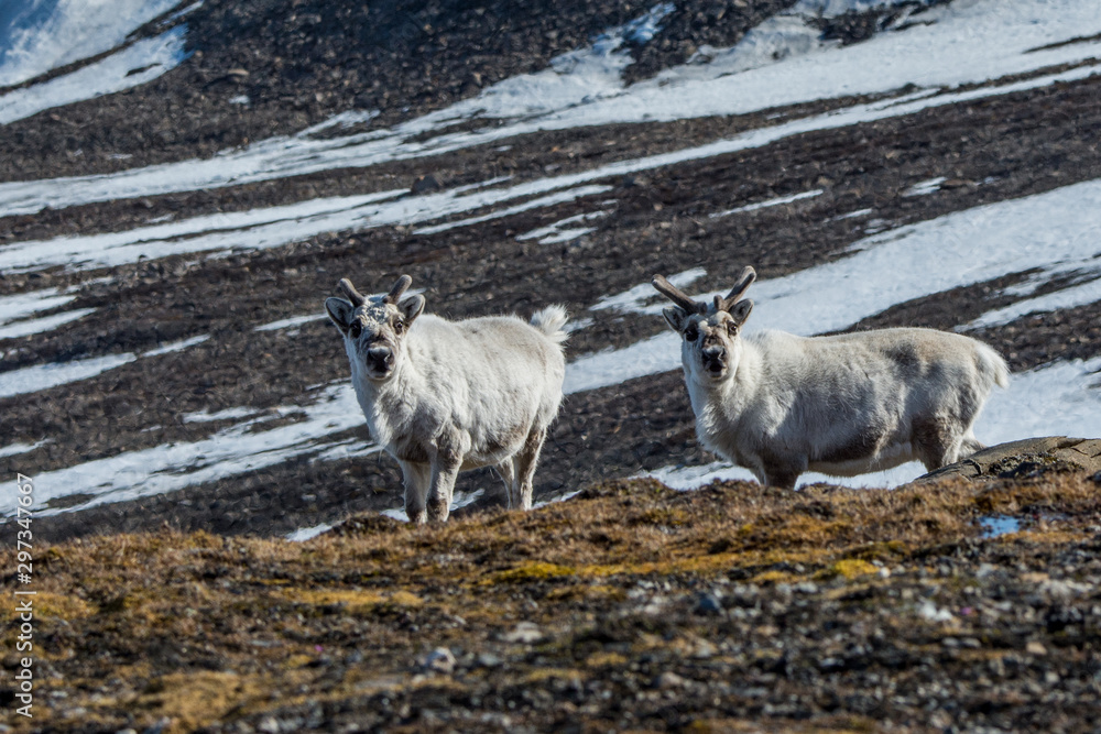 Two reindeer on the slopes of St. Jonsfjorden, Svalbard Two reindeer on the slopes of St. Jonsfjorden, Svalbard