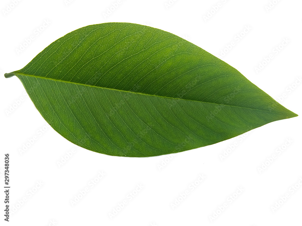 Fototapeta premium green leaf isolated on white background