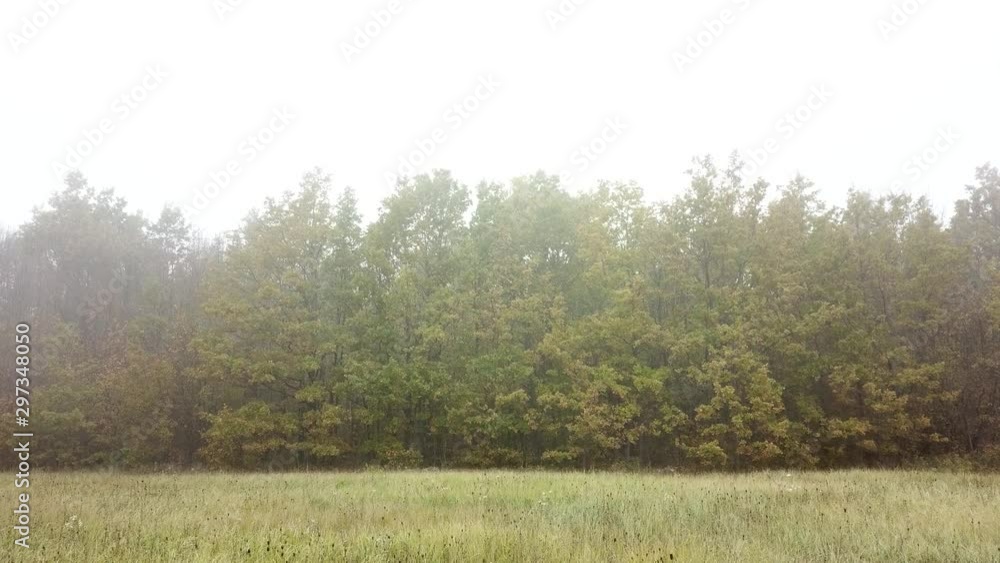 Aerial fly near autumn trees in mystic forest and fog