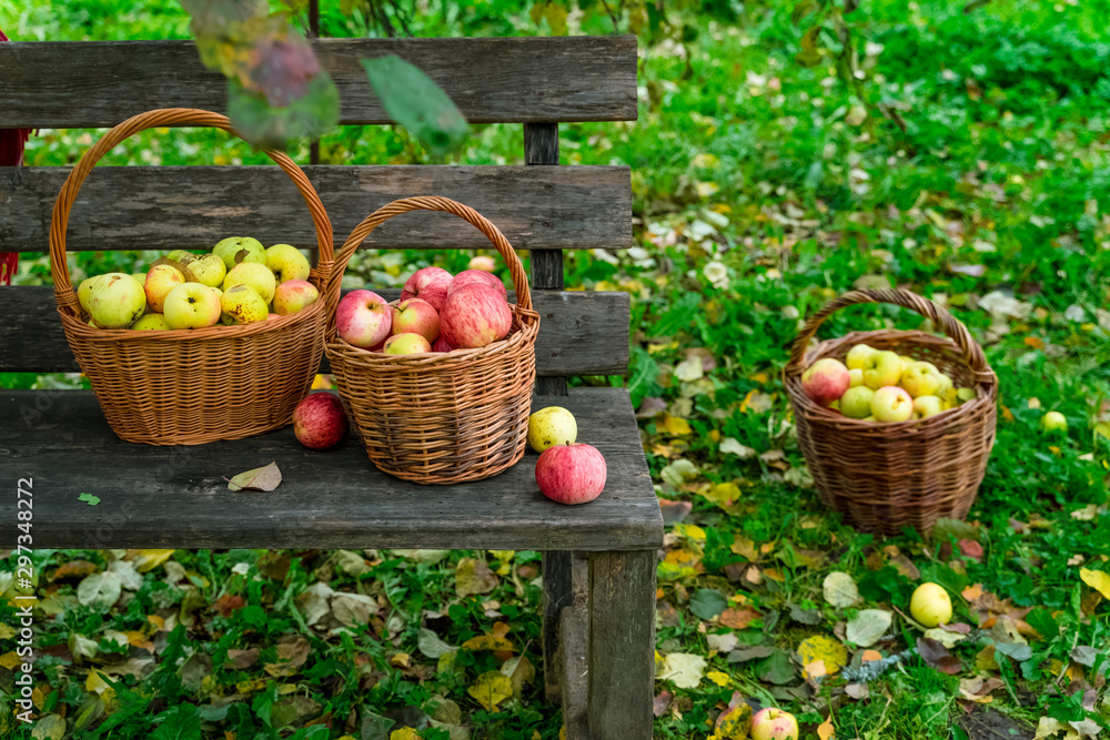 Apples picked in three baskets standing on grass and on wooden bench in an apple orchard on an autumn day Apples picked in three baskets standing on grass and on wooden bench in an apple orchard on an autumn day