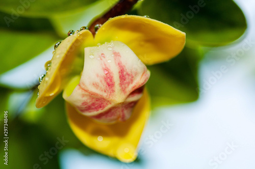 Close-up mitrephora keithii flower photo