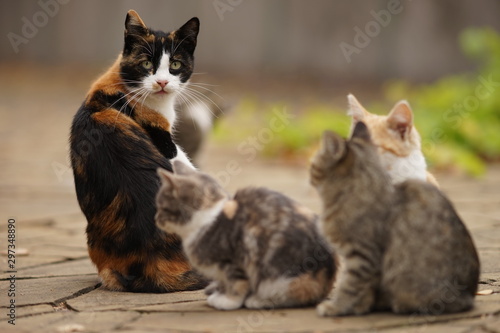 maneki neko tricolor cat and her small kittens, family portrait outdoor, relaxation domestic animals photo