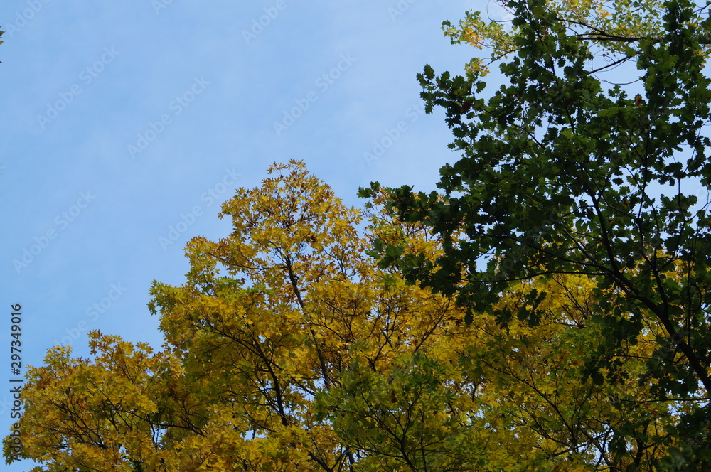 Obraz premium arbre de l'automne