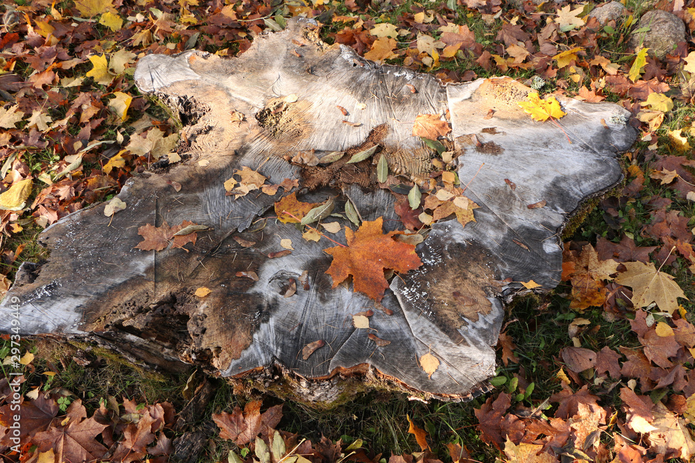 Old stump with mushrooms in a beautiful autumn forest. Old stump with mushrooms in a beautiful autumn forest.