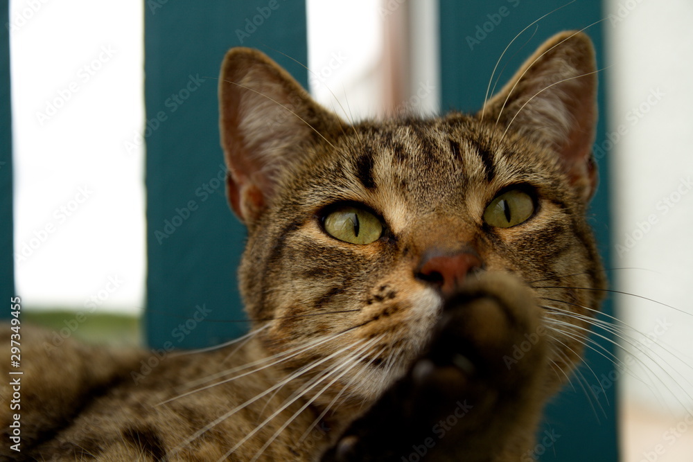 Naklejka premium Chat posture de fauve