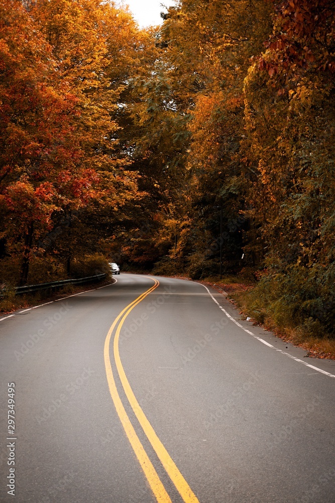 Fototapeta premium road in autumn