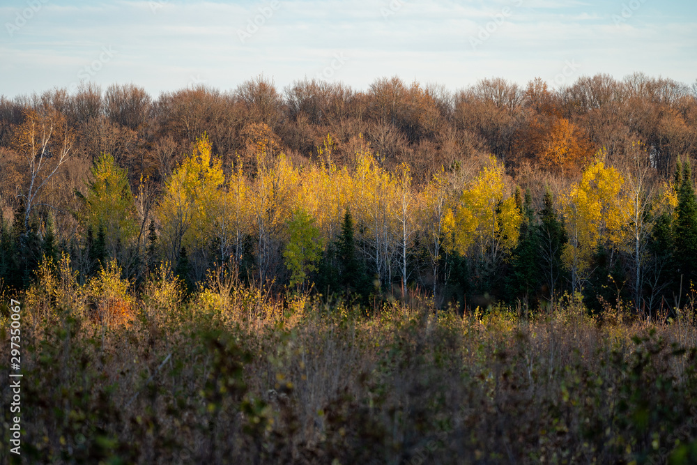 Fall colors on the tree leaves in the Upper Peninsula of Michigan Fall colors on the tree leaves in the Upper Peninsula of Michigan