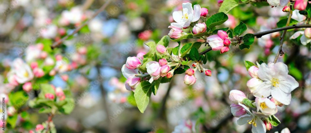 Flowers of an apple tree. Shallow depth of field. Wide photo. Flowers of an apple tree. Shallow depth of field. Wide photo.