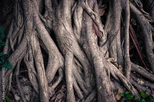 Obraz na plátně Deep Seated Roots of Banyan Tree