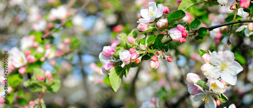 Flowers of an apple tree. Shallow depth of field. Wide photo. © alinamd