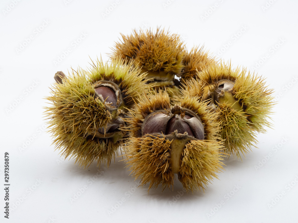 Group of chestnut cupule with several fruits visible inside Group of chestnut cupule with several fruits visible inside