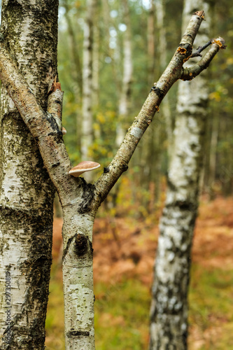 Forestry on the common photo