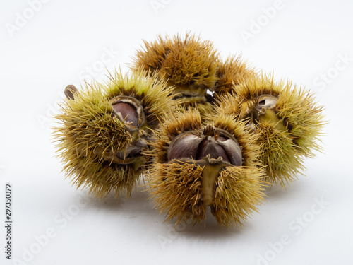Group of chestnut cupule with several fruits visible inside